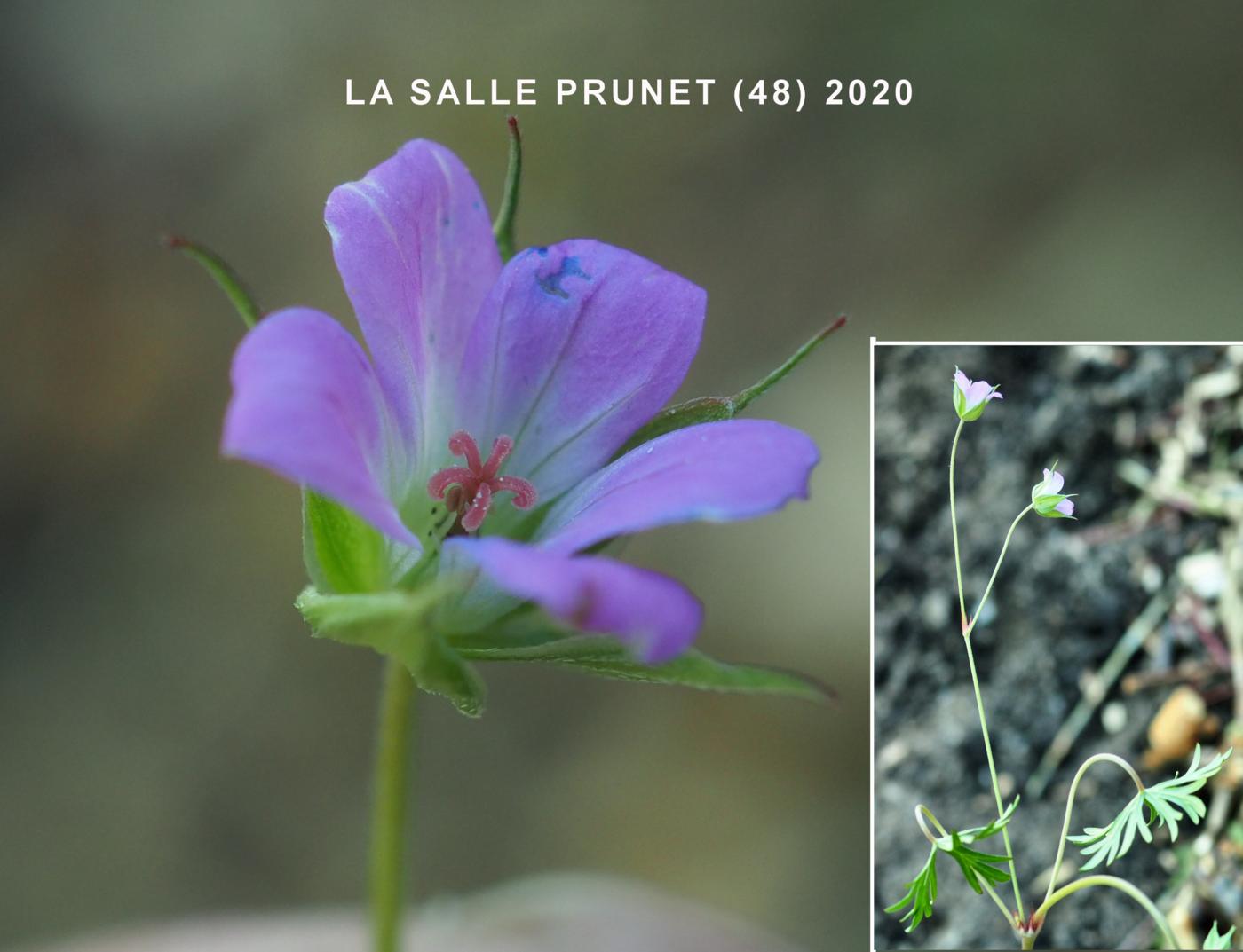 Cranesbill, Long-stalked flower